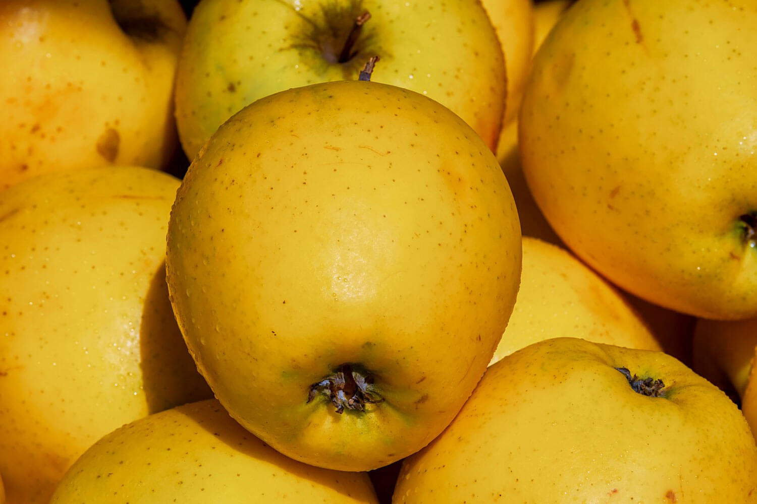 Golden-Delicious-Detering-Orchards Apples