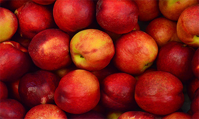apple-img-01 apple-img-01