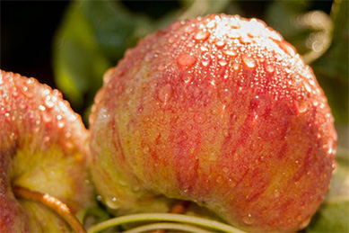 apple-img-06 Apples