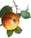 decor-04 Apples