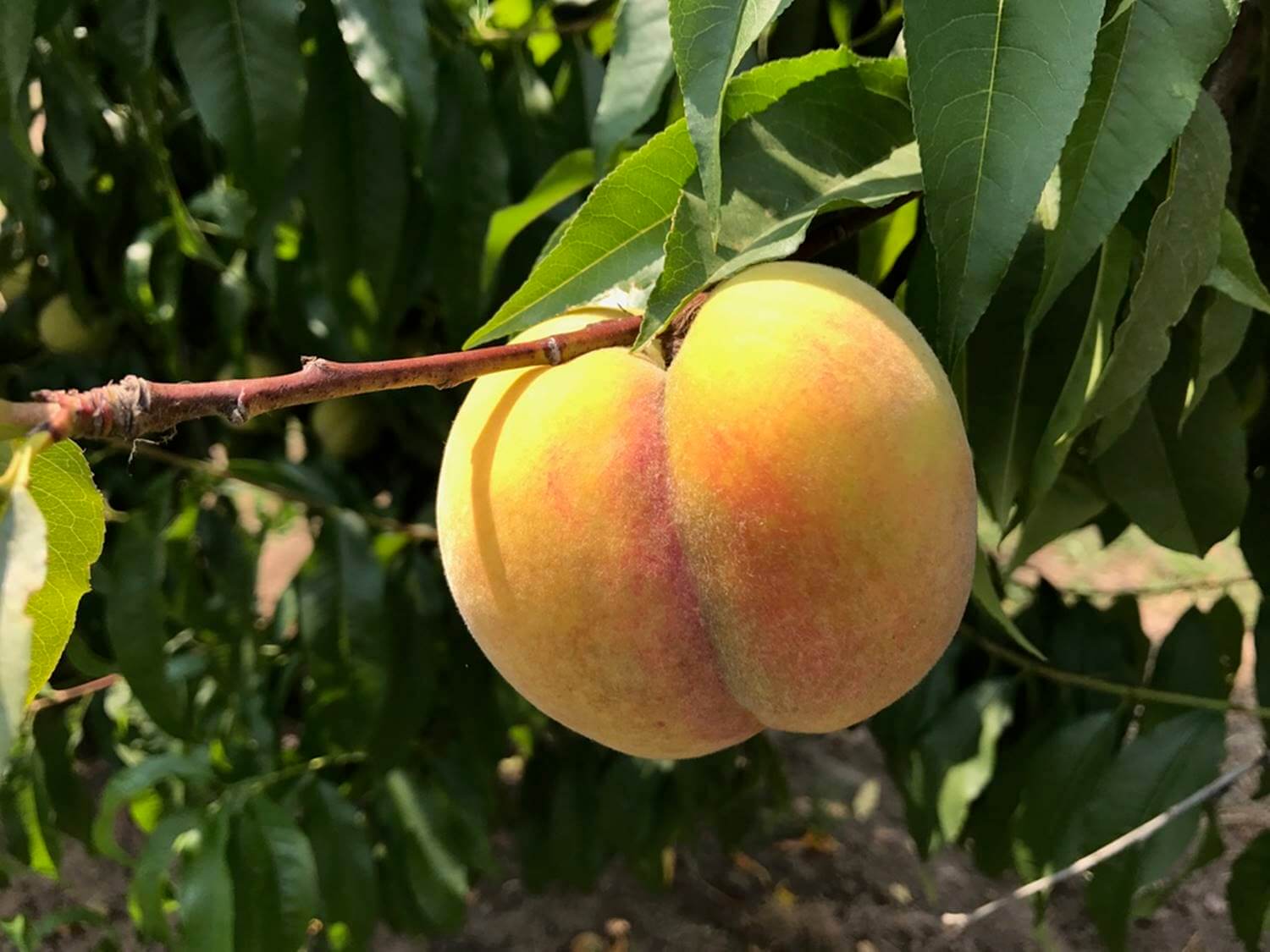 Detering Orchards peaches Peaches