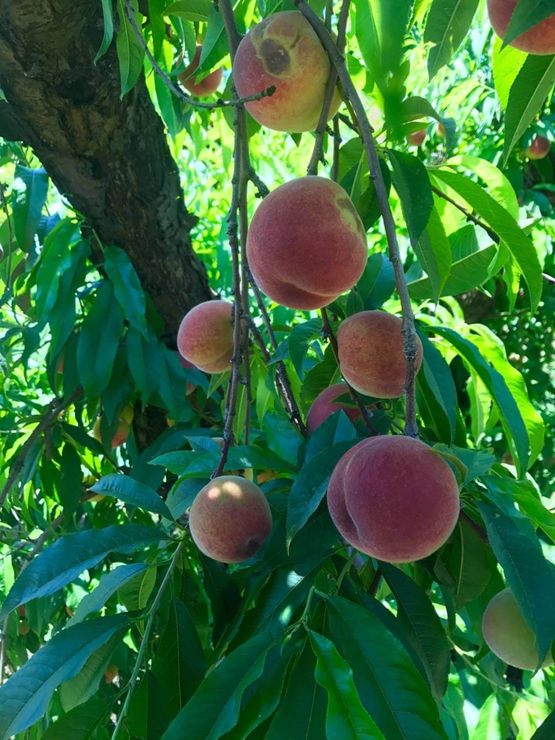 Detering Orchards peaches Peaches
