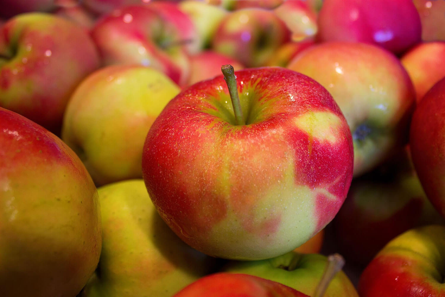 mcintosh-detering-orchards Apples