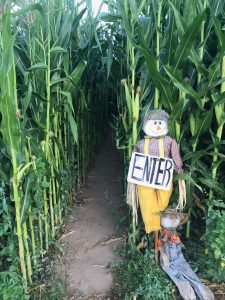 corn-maze-detering-orchards Other Activities
