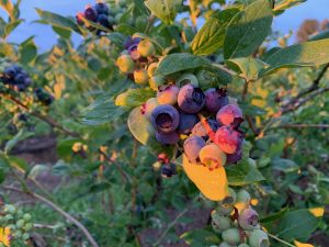 IMG_8744 Detering Orchards | Harrisburg, Oregon -
